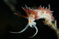 My Nudi