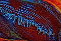 Mantle of giant clam photoshopped for colour and contrast.