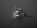 My first time diving with the Great White Sharks.  The cage was 35 feet below the surface. My camera was a Intova IC 12 with a wide angle lens