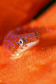 Eastern Cleaner Clingfish, size 2 to 3 cm, on a Sydney Shoredive