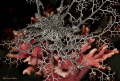 Basket star on  cold water noble coral , Atlantic Ocean, Hout Bay South Africa