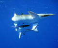 These ramoras off Playa del Carmen came round us at the end of the dive.  They gave us some fantastic blue water photo opportunities