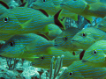 These Blue striped grunts were posing for us at the dive site known as Porron, at Playa del Carmen
