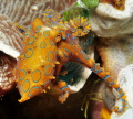 Blue ring octopus