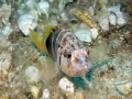 This photo of typical Maltese fish life was taken beside the wreck of the P31, deliberatley sunk for divers off the island of Gozo