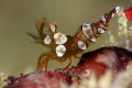 shrimp