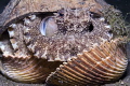 Octopus house