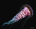Compass Jellyfish at safety stop near Atlantis divesite, False Bay, South Africa