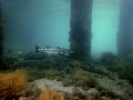 Barracuda under the BHB