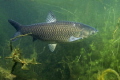 Freshwater shark :)