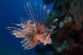 looking at the corals