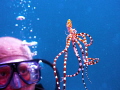 Up, close and personal with wonderpus octopus. This was taken in Lembeh Strait, North Sulawesi, Indonesia.
