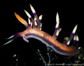 taken in lembeh