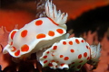 Tasmanian Chromodoris - on a Sydney Shore dive