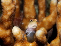 Curious Blenny.Nikon D80,60mm,f29,1/100,YS-120. 
