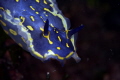 Aegean Nudi