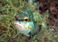 This example of gozo fish life was photographed in only 3 metres of water