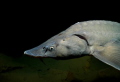 Sturgeon. I know that's about two lives. Search for them and once in 25 m water depth of 5 ° C, a swim around me. I got it. :-)