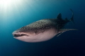 Whaleshark