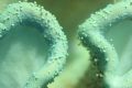 Lizard Island