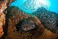 Potato Bass & Glass Fish
