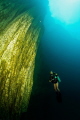 At 15 m in the barracuda lake, coron, philippines. Where the saltwater the freshwater meets.
Nikon D200
10,5 mm - f/9 - 1/40