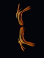 juvenile batfish reflection
