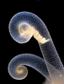Alicia mirabilis