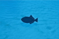 I shot this picture with a Nikon d7000 in a sea and sea housing with a singe inon strobe..It was taken in Cozumel Mexico. 1/100, f5.6 ,iso 100 60mm micro