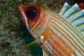 A colorfull close up with outstanding definition of the eye of the fish. This was taken in cozumel Mexico and I shot it with a nikor 60mm micro lens.. 1/80/ F8, iso 100