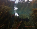 Dive into the Chidro River.
Natural light