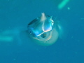 shy squid