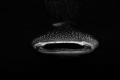 whaleshark out of nowhere