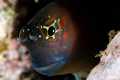 Blenny