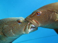 trouts fight!!! this isn't a kiss. they were crazy