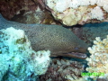 Mooray eel hiding in its hole