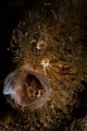 hairy frog fish yawn