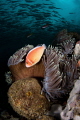 jacks and clown fish