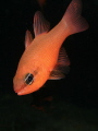 Apogon imberbs is a tiny fish living in the shadows of caves and crevices, the lenght is about cm 5