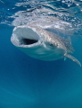 A shot of a whale shark feeding during a recent trip to Djibouti.
Nikon D300 & natural light.