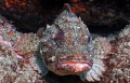 Scorpion fish taken close up at Hahei New Zealand