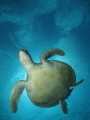 green turtle canon power shot g11 f8  1/800
ikelite strope 160