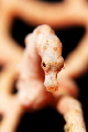 Pgymy seahorse denise with very little focus on head.