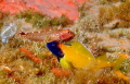 Trypterigion delaisi-male and female