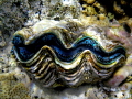 Gaint Clam(Trldacana maxima