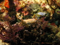 Nudibranch at Dead man Rock, Komodo Island