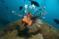 a curious lion fish coming straight at me