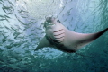 Manta with a lot of fish! Palau German Channel - Nikon D90 and UK-Germany housing..
