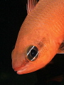 Apogon imberbis