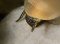 Nikon D7000 / 60mm Nikkor macro lens, 1/60 sec@f16, ISO 100 and a YS-110alpha on TTL.